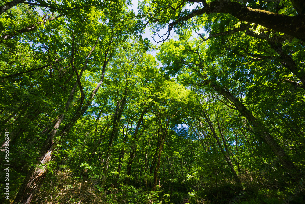 Obraz premium 日本の風景・春 世界遺産・白神山地 新緑の十二湖