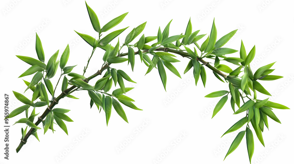 Lush Green Bamboo Branch Isolated on White Background Lush Green Bamboo Branch Isolated on White Background