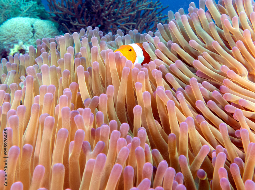 False clown anemonefish on anemone Boracay Island Philippines False clown anemonefish on anemone Boracay Island Philippines