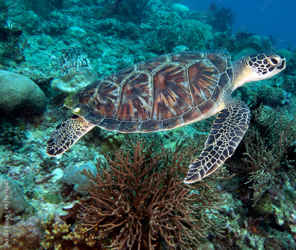 A Green turtle swimming on a shallow reef Boracay Island Philippines A Green turtle swimming on a shallow reef Boracay Island Philippines