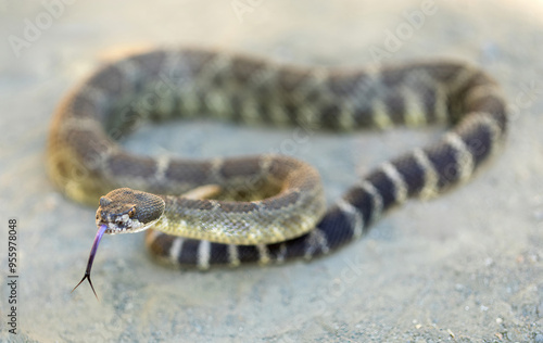 Northern Pacific Rattlesnake in defensive posture sticking out tongue. Russian Ridge Open Space Preserve, San Mateo County, California, USA. photo