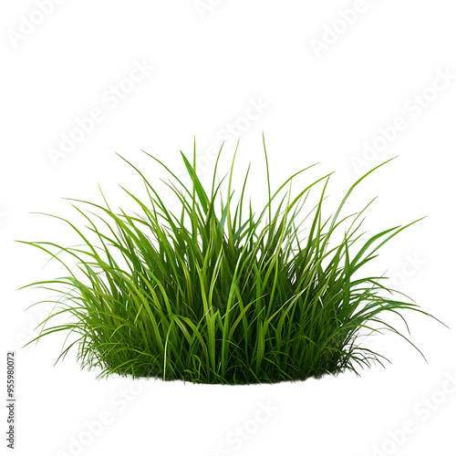 Green Grass Blades Lush Transparent Background