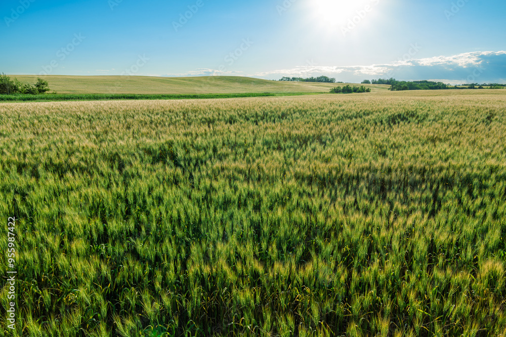 Afternoon in Hardisty