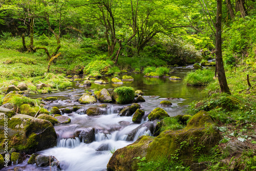 日本の風景・春　秋田県にかほ市　新緑の元滝伏流水