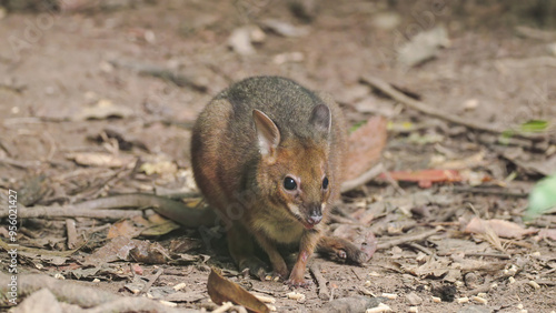Fotografie musky rat-kangaroo feeding on the rainforest floor  at lake eacham in nth qld, a