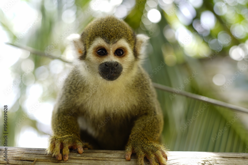 Fototapeta premium mono o chimpace con fondo desenfocado 