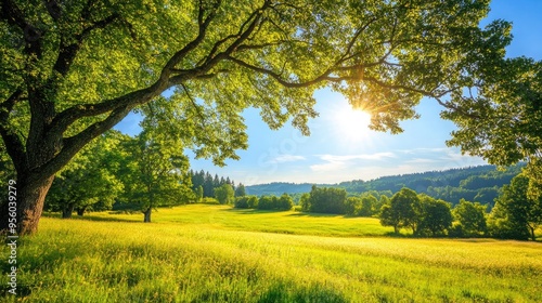 Fototapeta Naklejka Na Ścianę i Meble -  Landscape in summer with trees and meadows in bright sunshine