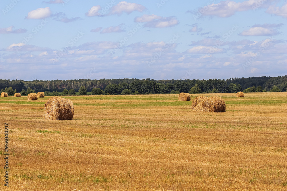 Fototapeta premium Haystack in the field after harvest. Round bales of hay across a farmer's field, blue sky with clouds