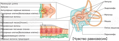 耳　平衡感覚　イラスト　ロシア語