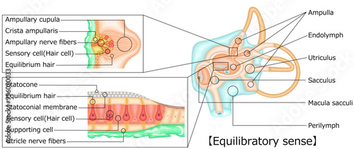 耳　平衡感覚　イラスト　英語