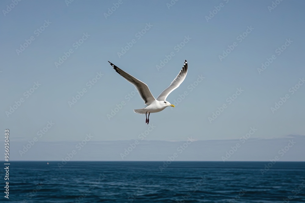 Fototapeta premium Solitary Seagull Soaring in a Clear Sky Over the Ocean