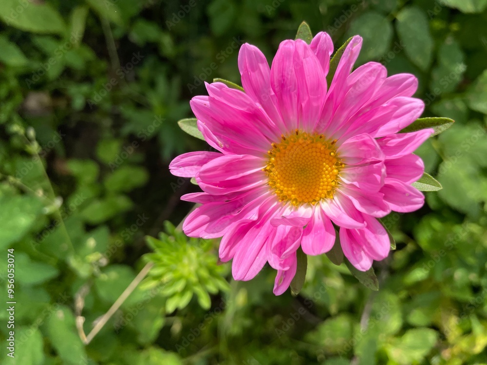 Obraz premium Close-up of pink flower in garden