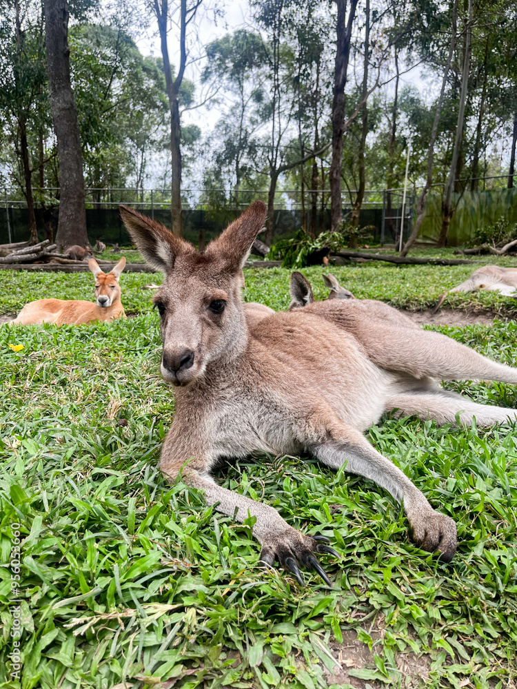 kangaroos sitting in the grass kangaroos sitting in the grass