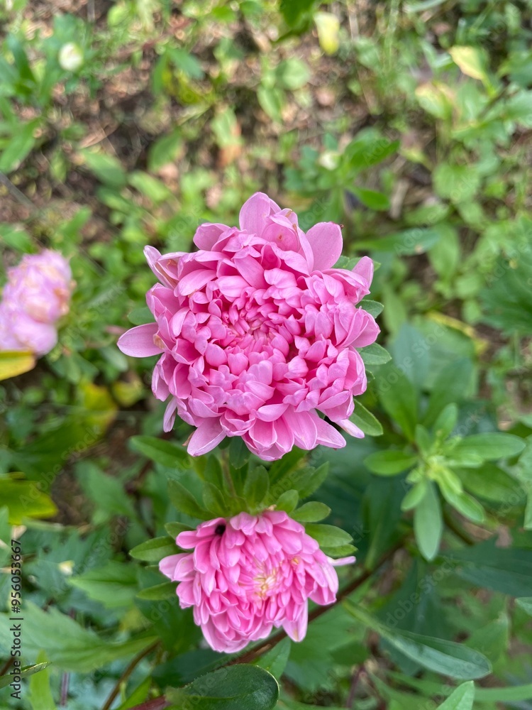 Close-up of pink china asters starting to blossom in garden Close-up of pink china asters starting to blossom in garden
