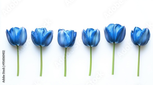 A row of toned blue tulip flowers aligned horizontally, isolated on a white background with soft shadows.