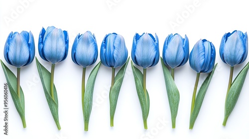 A row of toned blue tulip flowers aligned horizontally, isolated on a white background with soft shadows.
