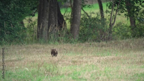 Lesser Spotted Eagle Hunting on the Ground, Bird of Prey on a Meadow