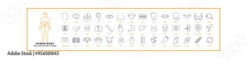 Human Body Icon Set In Line Style. Contains various types of human body organs. Vector Illustration.