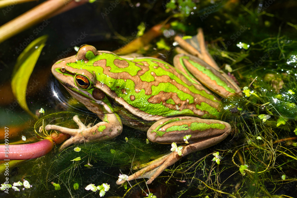 Endangered Green and Golden Bell Frog Endangered Green and Golden Bell Frog