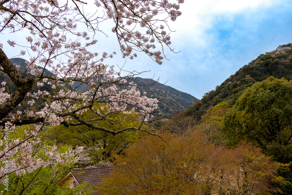 桜が咲く春の里山 桜が咲く春の里山
