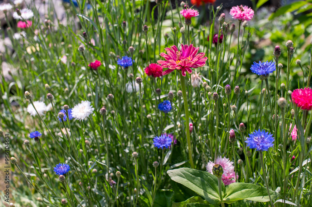 Colorful Wildflowers in Bloom Against Green Foliage Colorful Wildflowers in Bloom Against Green Foliage