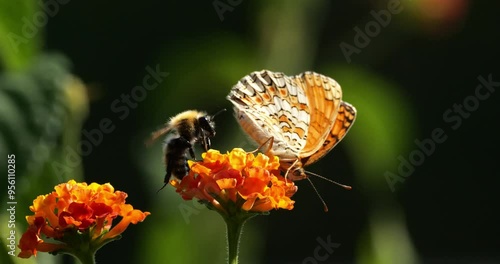 Melitaea phoebe foraging a lanta camara flowers, Southern France photo