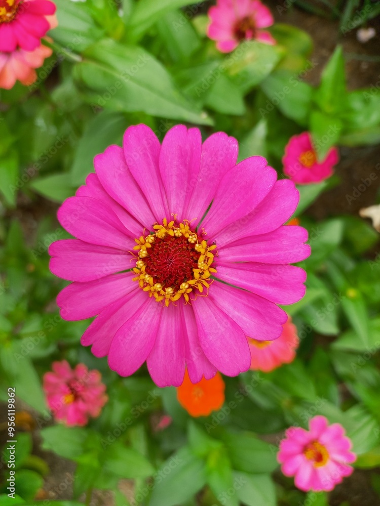 Zinnia elegans