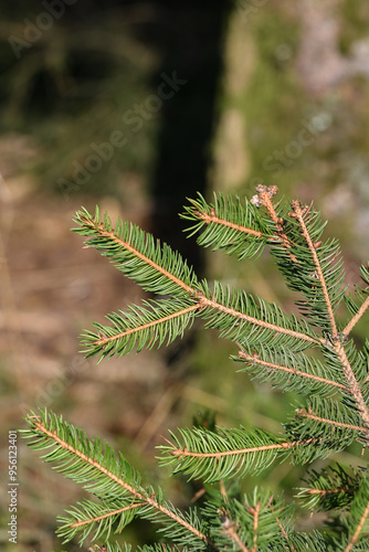 Bois foret sapin coupé Wallonie Belgique photo