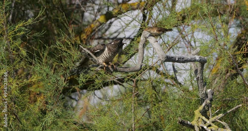 Common cuckoo chick fed by reed warbler adult, the Camargue, France Common cuckoo chick fed by reed warbler adult, the Camargue, France