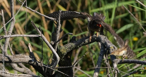 Common cuckoo chick fed by reed warbler adult, the Camargue, France photo