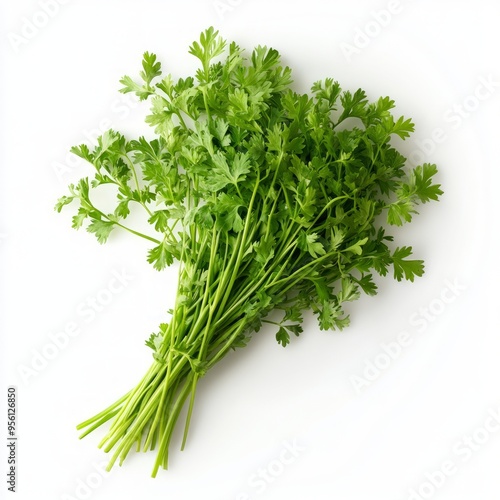 A bunch of fresh cilantro leaves, tied together with stems, on a white background.