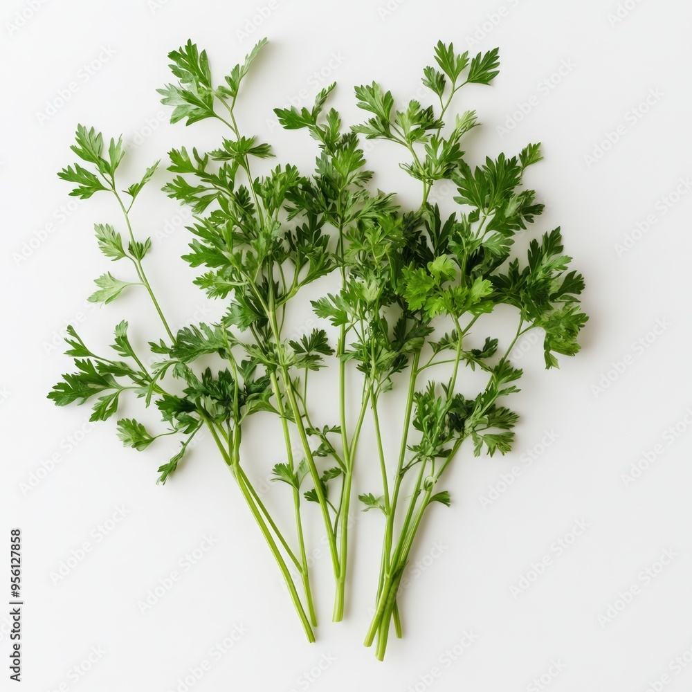 A bunch of fresh parsley sprigs on a white background. A bunch of fresh parsley sprigs on a white background.