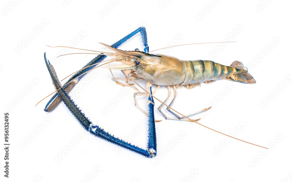 Fresh giant river prawn - Macrobrachium rosenbergii isolated on white background. Fresh giant river prawn - Macrobrachium rosenbergii isolated on white background.