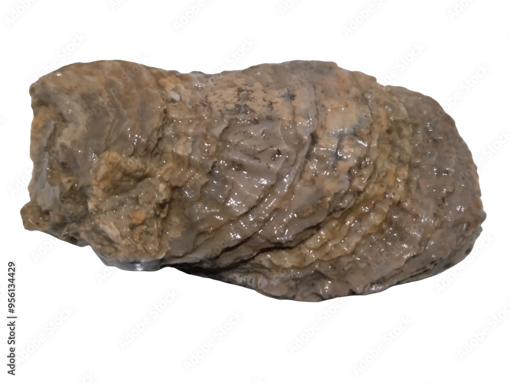 Fossilized sea natural shells Fossilized sea natural shells