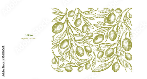 Olive tree, green fruit, branch. Vintage template
