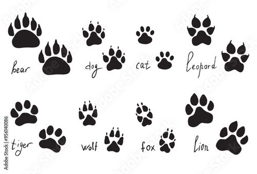 Animal paw prints set, vector different animals footprints. Dog fox wolf bear cat lion leopard tiger. Vector illustration
