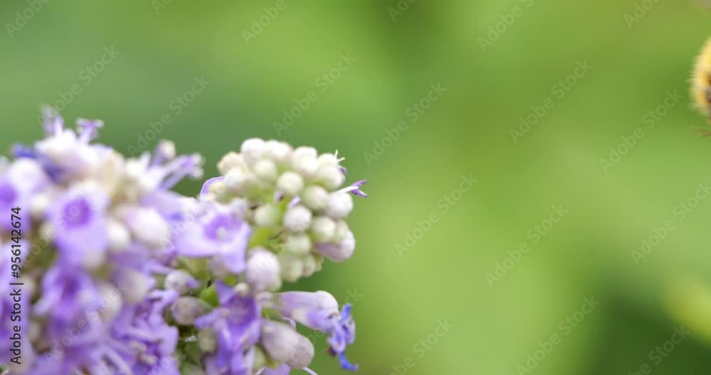 A bee foraging and pollinating Vitex flowers Southern France A bee foraging and pollinating Vitex flowers Southern France