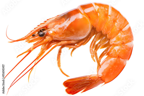 Shrimp isolated on white background