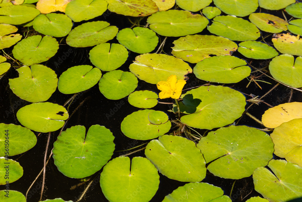 Nuphar lutea. Yellow water lily, large floating leaves and yellow flower. Valparaíso Reservoir, Zamora, Castilla y León, Spain. Nuphar lutea. Yellow water lily, large floating leaves and yellow flower. Valparaíso Reservoir, Zamora, Castilla y León, Spain.