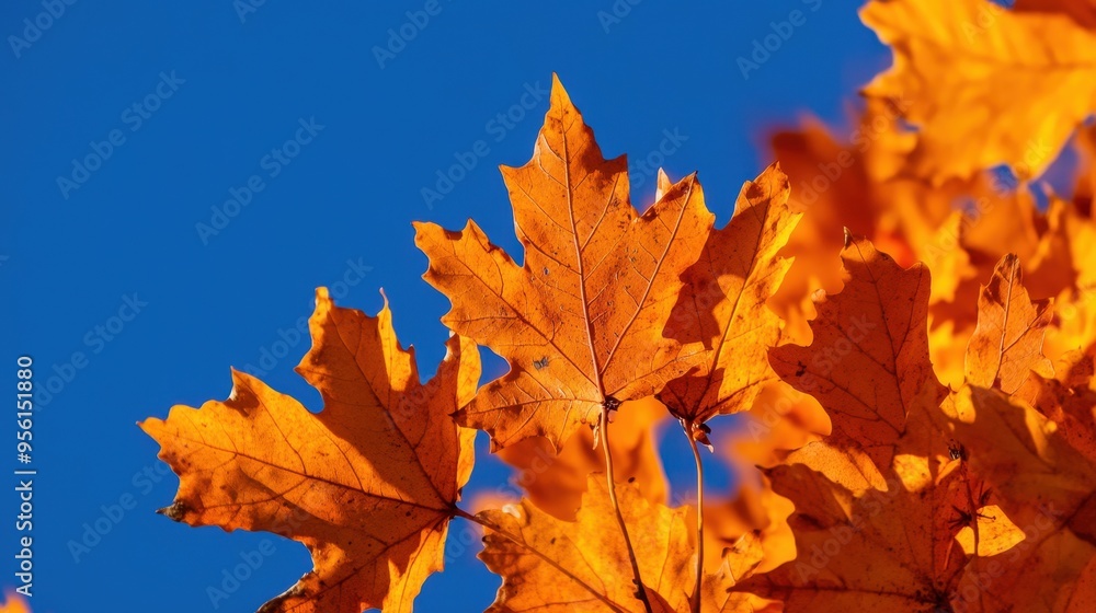 A close-up of vibrant orange leaves against a deep blue sky, with sunlight enhancing the rich autumn colors --ar 16:9 --v 6.1 Job ID: 85fc0afe-1009-48ff-98f5-eb8214c48b12 A close-up of vibrant orange leaves against a deep blue sky, with sunlight enhancing the rich autumn colors --ar 16:9 --v 6.1 Job ID: 85fc0afe-1009-48ff-98f5-eb8214c48b12