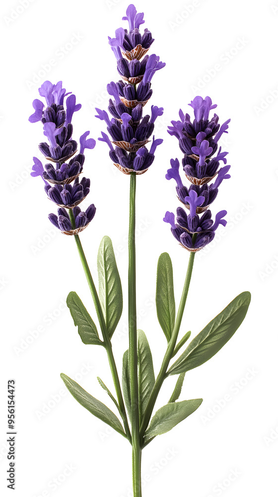 Obraz premium Lavender flowers isolated on white background
