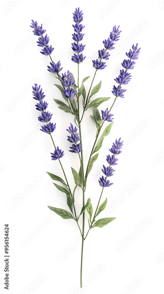 Fototapeta premium Lavender flowers isolated on white background