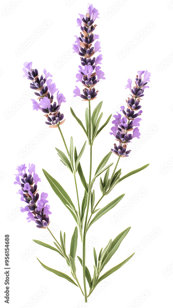 Obraz premium Lavender flowers watercolor illustration isolated on white background. Organic Lavandula herb stems with buds and green leaves 