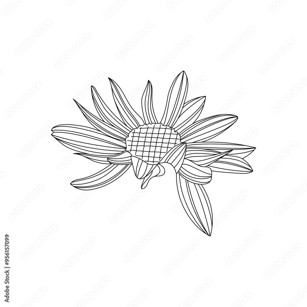 Obraz premium ひまわりの線画イラスト