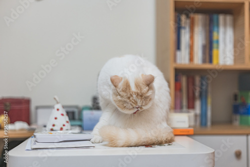 Yellow and white Garfield cat sits comfortably in front of the window on a rainy day, urban landscape, modern, keeping pets, pet life, companionship of pets, appease animals, pet industry supplies photo