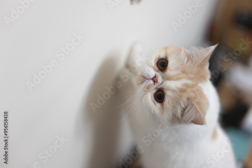 Yellow and white Garfield cat sits comfortably in front of the window on a rainy day, urban landscape, modern, keeping pets, pet life, companionship of pets, appease animals, pet industry supplies photo