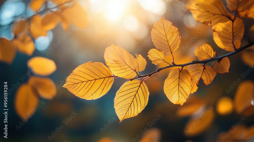Autumn leaves glowing in the soft light of an early morning Autumn leaves glowing in the soft light of an early morning
