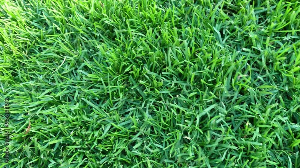 Green Grass in Melbourne Park Green Grass in Melbourne Park
