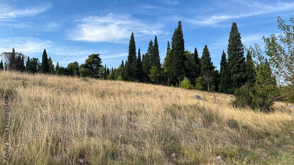 Autumn in Europe, dry grass against a background of trees. Photo taken in Podgorica, Montenegro. High quality photo Autumn in Europe, dry grass against a background of trees. Photo taken in Podgorica, Montenegro. High quality photo