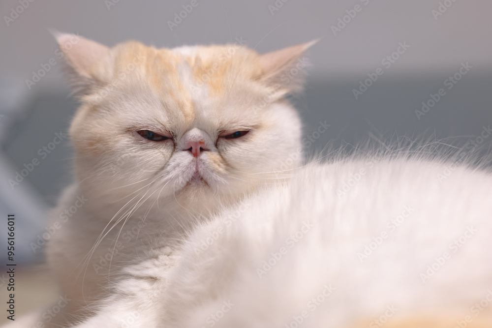 Yellow and white Garfield in the apartment, cozy and comfortable, city apartment, modern life, keeping pets, pet life, companionship of pets, comfort animals, supplies for pet industry, owner and cat Yellow and white Garfield in the apartment, cozy and comfortable, city apartment, modern life, keeping pets, pet life, companionship of pets, comfort animals, supplies for pet industry, owner and cat